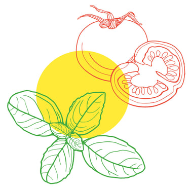 Basil tomatoes line illustration