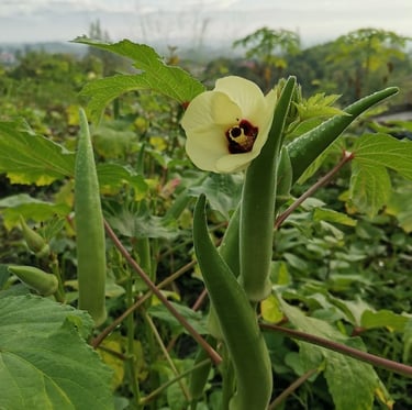 an Okra plant with a yellow flower