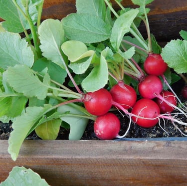 a lot of red radishes growing in a container