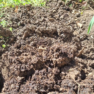 well drained soil for planting perennials
