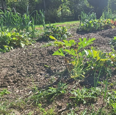 a vegetable garden watered properly