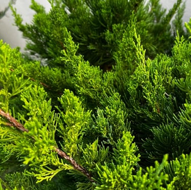 a Noota Cypress bush with a green foilage