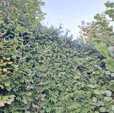 a tall hedge that was pruned very formal
