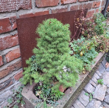one slow growing Dwarf Alberta Spruce in a planter 