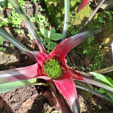 a South American plant in a rainforest