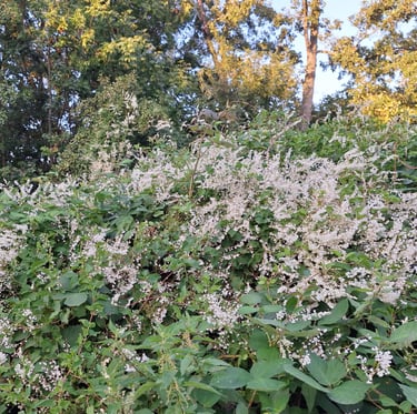 an invasive plant called a Fallopia aubertii