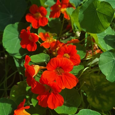 Nasturtiums with orange-red flowers and a leafy foliage