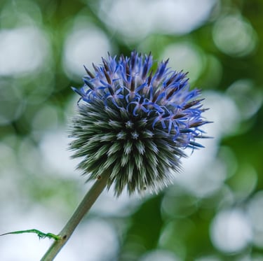 one round Globe Thistle with a blue accent