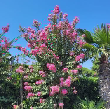 a pink flowering bush that needs deadheading