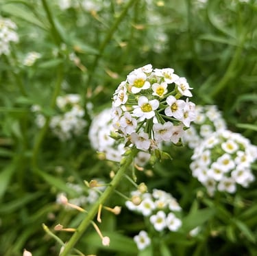 Sweet Alyssum plants perfect for shade haning bakets