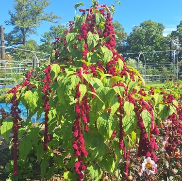 a tall Amaranth plant with purple flowers