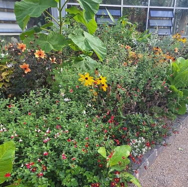 a beautiful border with a lot of different plants and flowers