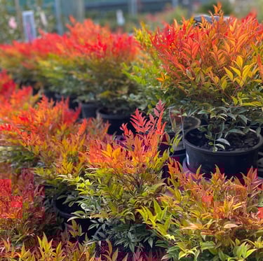 multiple Nandina Moon Bay buehes with brighr red leaves