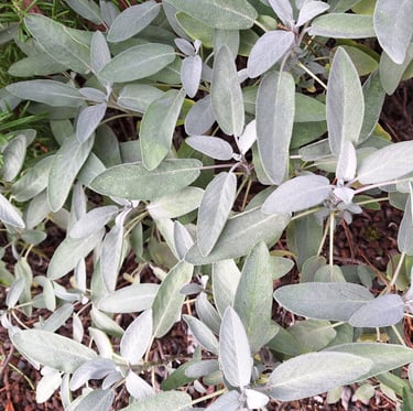 multiple herbs with white leaves