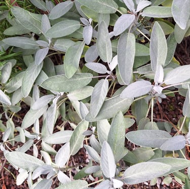 multiple herbs with white leaves