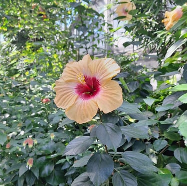 one tropical orange-yellow Hawaiian Hibscus