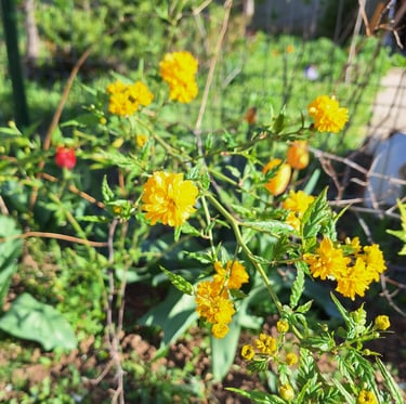 a shrub with green leaves and yellow flowers
