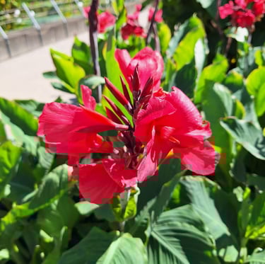 one big tropical Canna Lily flower in a green space