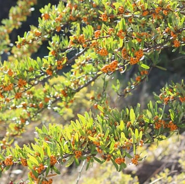 a deer resistant privacy bush with berrys called Pyracantha