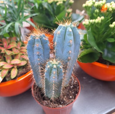 three Blue Columnar Cacti growing in a pod