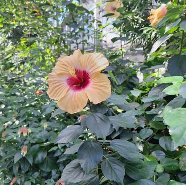 a healthy Hibiscus flower which recived the right care
