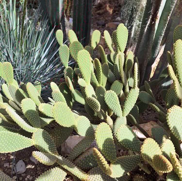 a lot of thin cacti in America