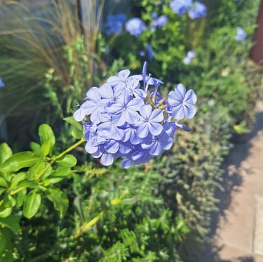 a flowering garden plant with a blue color