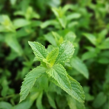 one leafy herb that is growing in a garden