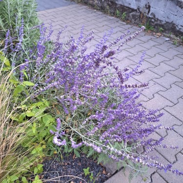 a small shrub with purple flowers