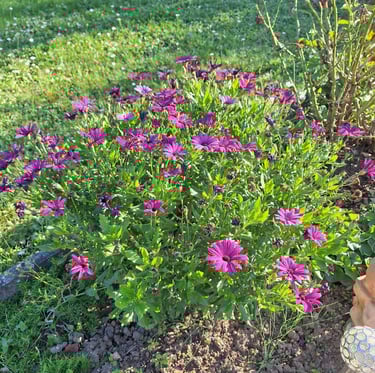 a flowering bush with purple blooms