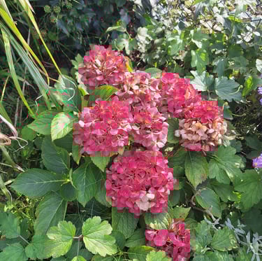 a fast growing Hydrangea bush with big green leaves