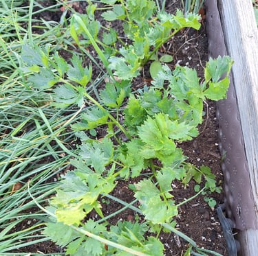 green Parsley and Chives grownig in a garden bed
