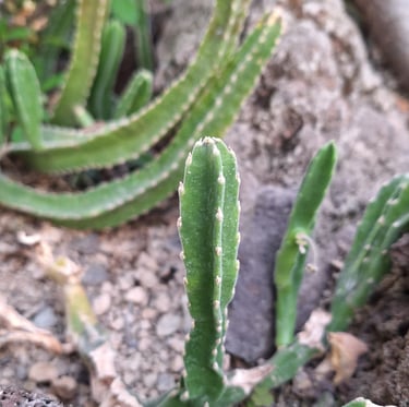 a small succulent cactus with on spines