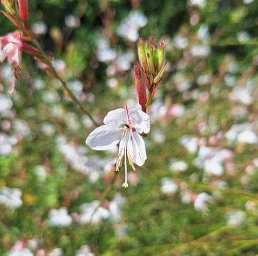 a white flower blooming in summertime