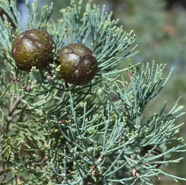 white-green White Cypress Pine stems with two pine cones