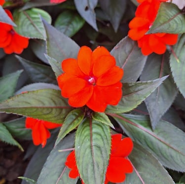 a red Impatiens flower in a full sun basket