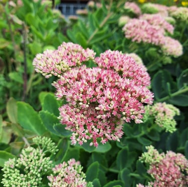 a drought tolerat Sedum bush with red flowers
