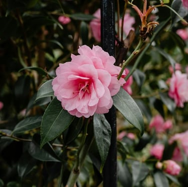 an evergreen Japanese Camellia bush with one coloful flower