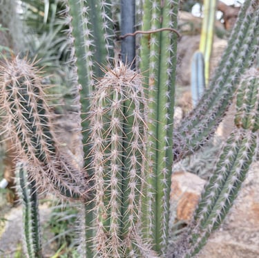 a tall cactus with white spines