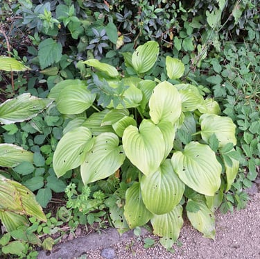 a leafy shade plant growing close to the ground