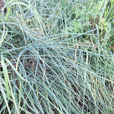 multiple long, green Chive plants growing in a garden