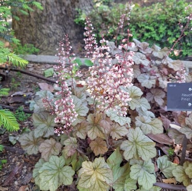 a red perennial for zone 6 called Coral Bells