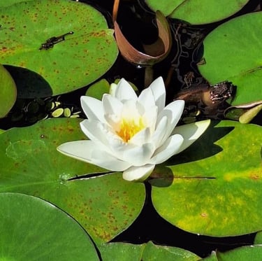 a white flower in a pond with green leaves