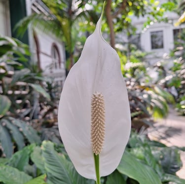 a white Peace Lily that grows in Vietnam and Thailand