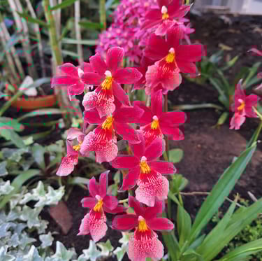 a bunch of red Orchid flowers outdoors