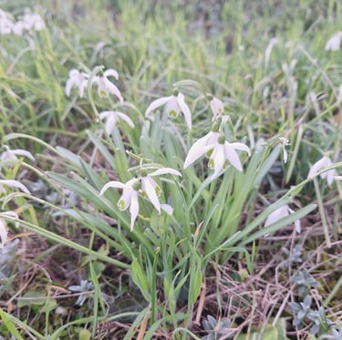 a winter garden plant with white-pink flowers