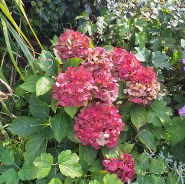 a number of red Hydrangea flowers