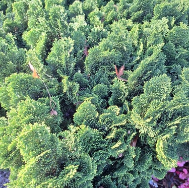 an evergreen Chamaecyparis Obtusa bush