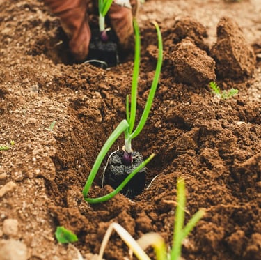 a person planting fower seedlings outdoors