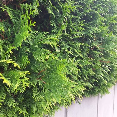 a evergreen Thuja Occidentalis high shrub for privacy